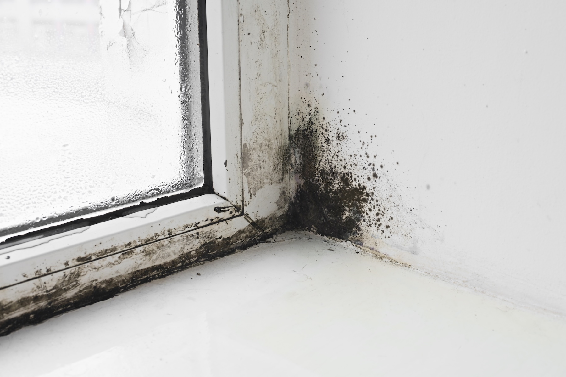 Black mold growth around a commercial window in Louisville