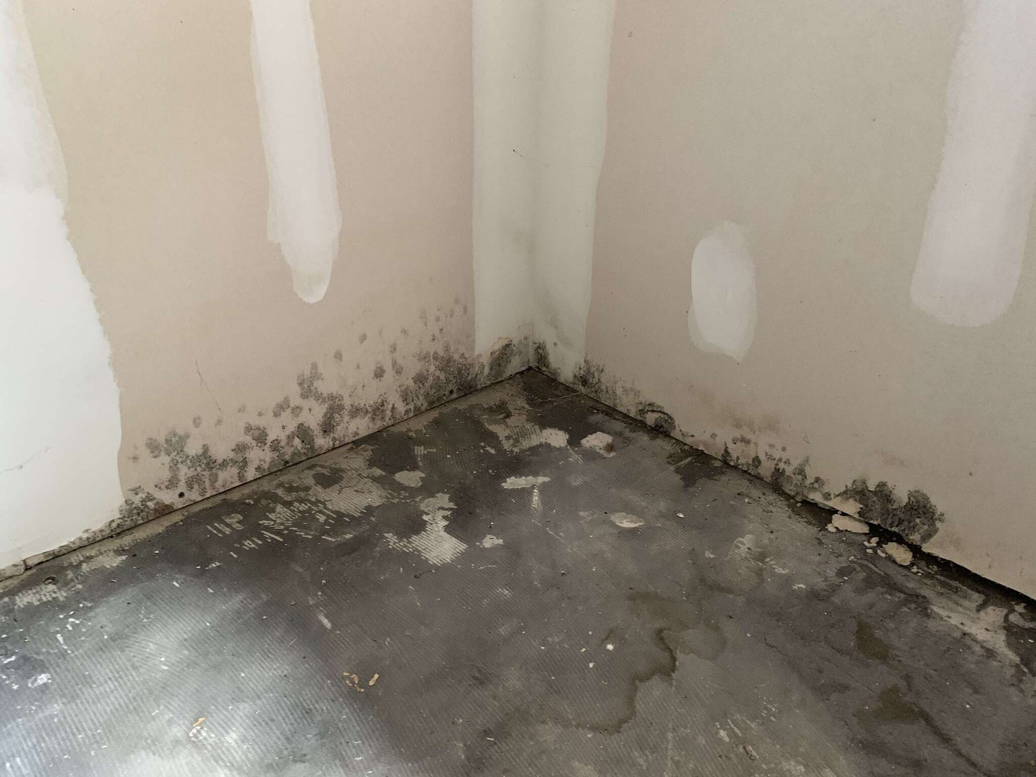 Mold growth on wall and floor corner in a Louisville home